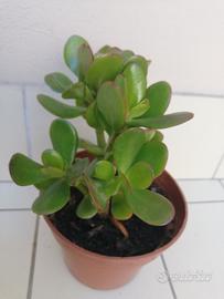 crassula ovata 