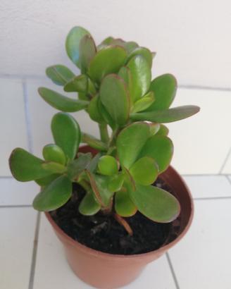 crassula ovata 