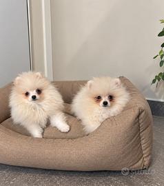 Spitz di pomerania ?