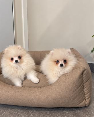 Spitz di pomerania ?
