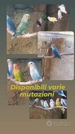 Inseparabili