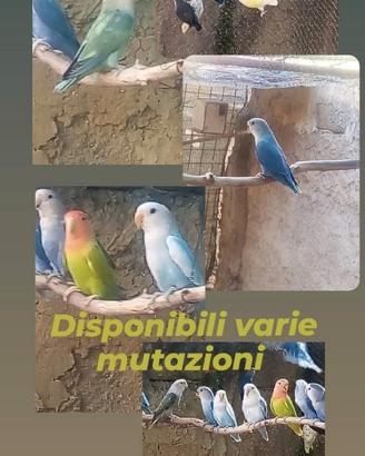 Inseparabili