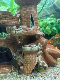 Baby Ancistrus o "pesci pulitori"