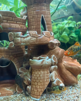 Baby Ancistrus o "pesci pulitori"