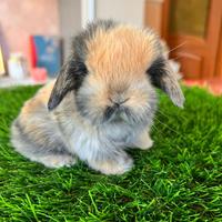Ariete Nano Mini Lop Coniglio