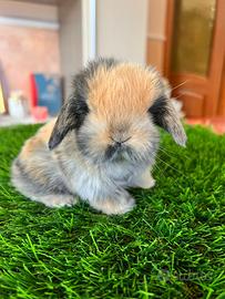 Ariete Nano Mini Lop Coniglio