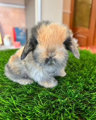 Ariete Nano Mini Lop Coniglio