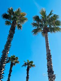 Montesilvano dal 05 al 13 luglio