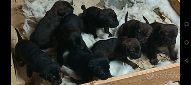 Vendors cuccioli cane Corso