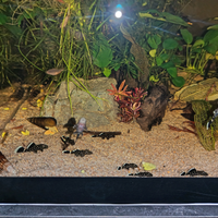 Loricaride ancistrus L183