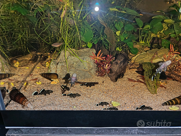 Loricaride ancistrus L183