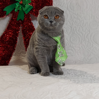 Scottish fold