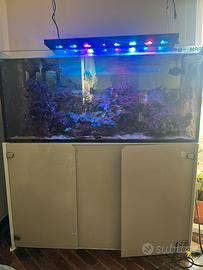 Acquario marino