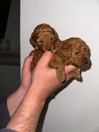Cuccioli di barboncino Red e albicocca