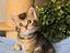 Immagine 4