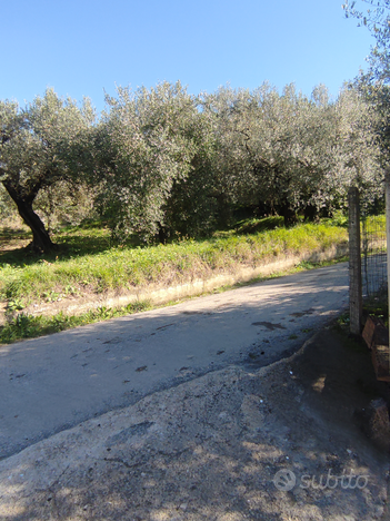 Casa e oliveto s.agata de goti