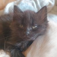 Gattino nero pelo lungo incrocio S. Birmania/Rag