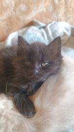 Gattino nero pelo lungo incrocio S. Birmania/Rag