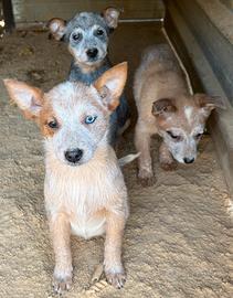 Australian cattle dog/ Pastore australiano