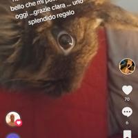 Coniglio