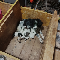 Cuccioli springer spaniel inglese