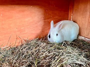 Coniglio nano