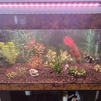 Acquario Sera 130 litri