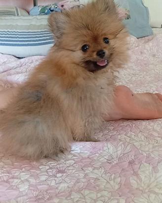 Spitz pomerania con Pedigree1300 euro