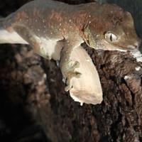 Terrario