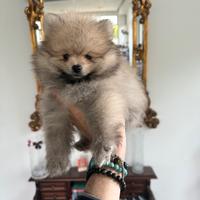 Spitz volpini di Pomerania nani