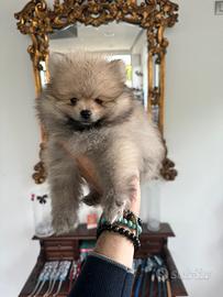 Spitz volpini di Pomerania nani