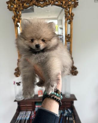 Spitz volpini di Pomerania nani