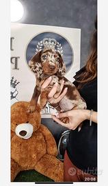 Bassotti toy kaninchen e nano