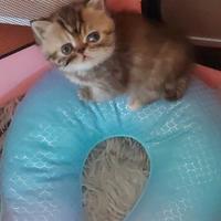 Gattini Persiani Esotici