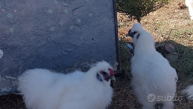 Galli moroseta bianchi