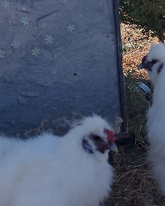 Galli moroseta bianchi