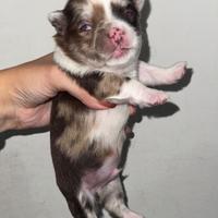 Chihuahua choco
