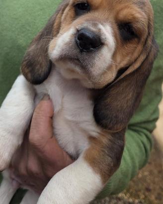 Beagle