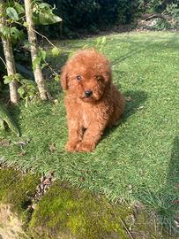 Barboncino Toy Albicocca-Intenso maschio