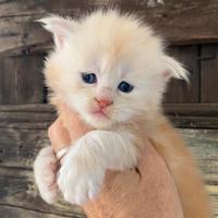 Cuccioli Maine Coon Maschi