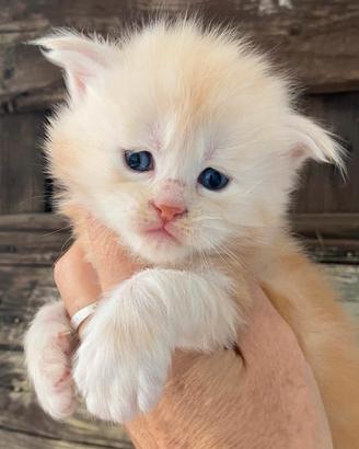 Cuccioli Maine Coon Maschi