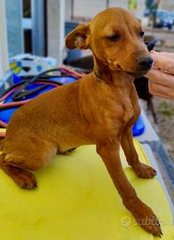 Cucciolo pinscher