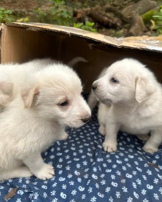 Cuccioli di cane pastore
