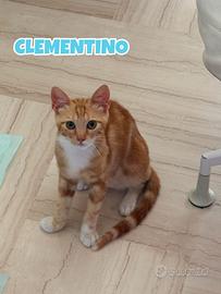 Clementino gattino biancorosso di 5 mesi