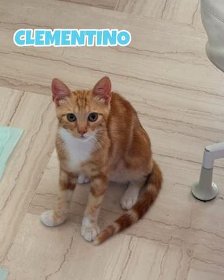 Clementino gattino biancorosso di 5 mesi