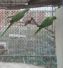 Parrocchetto del collare