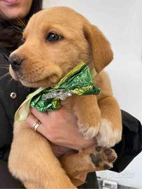 Cani taglia non piccola adotta meticci