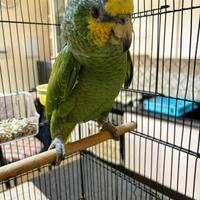 Amazzone amazzonica xxl