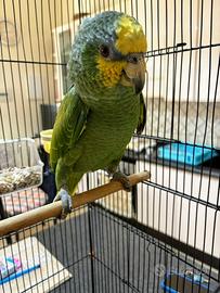 Amazzone amazzonica xxl