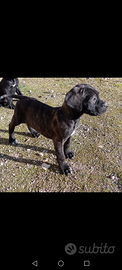 Cane corso